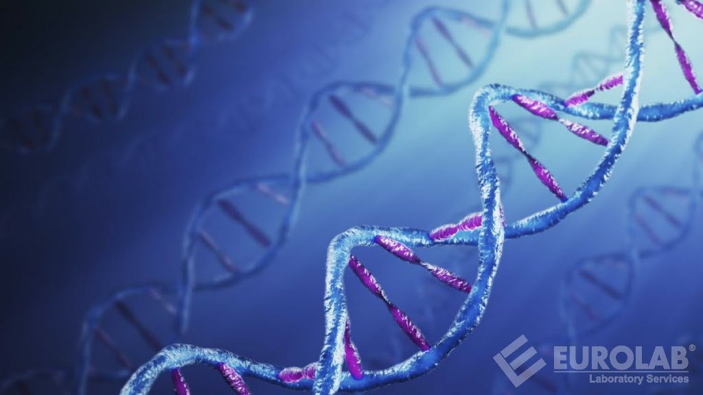Gıdalarda Domuz DNA’sı Aranması