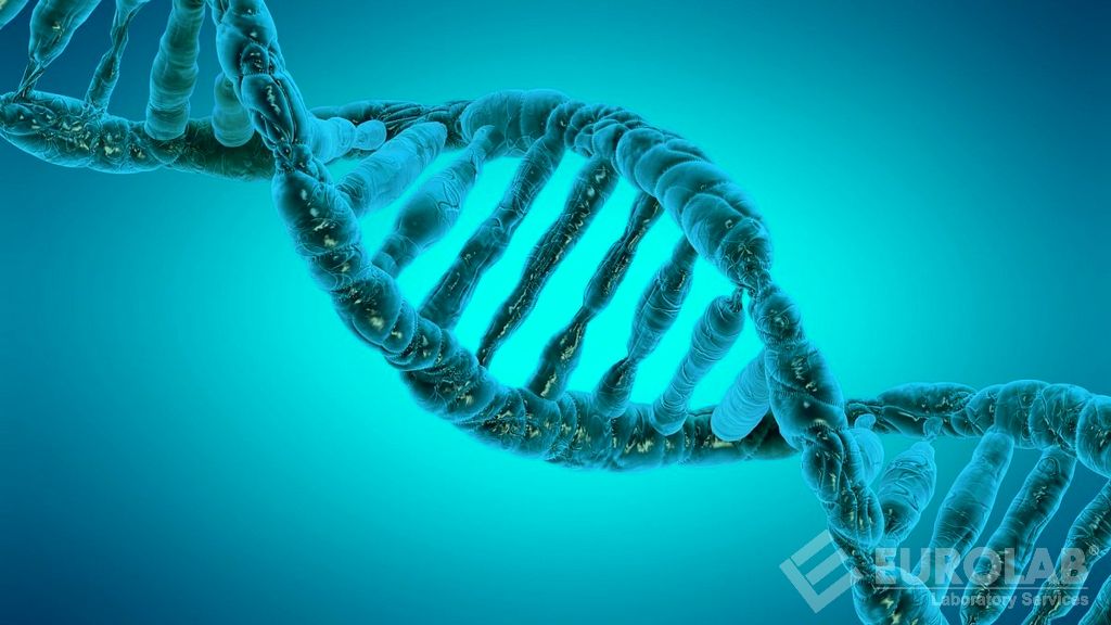 Gıdalarda Eşek DNA’sı Aranması